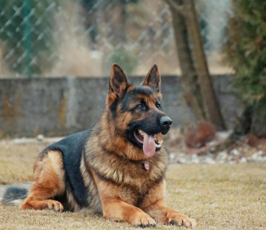 Des astuces simples pour optimiser le budget de votre animal de compagnie