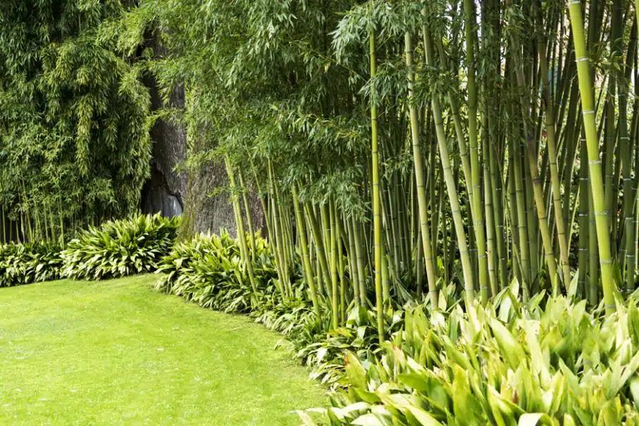 Haie de bambou Guide complet pour planter et entretenir votre haie de bambous