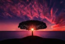 Quelle est la signification de l’arbre de vie ?